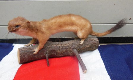 Stuffed stoat